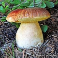 Boletus rubriceps growing near Telluride CO.