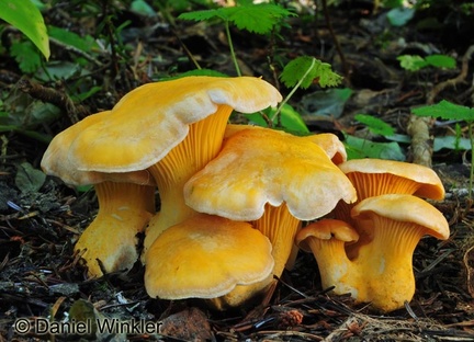 Cantharellus roseocanus seen in the Cascades East of Seattle