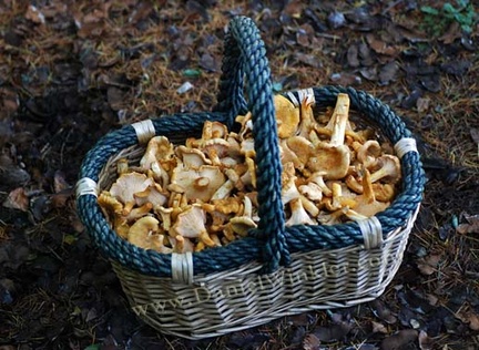 Chanty-basket full of Cantharellus formosus!