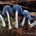 Clitocybula azurea - what a cool mushroom. Its tiny, loves old wood and too rare. Chalalan Amazon.