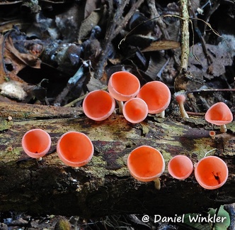 Cookeina speciosa branch, a great rainforest edible seen in the Bolivian.Amazon