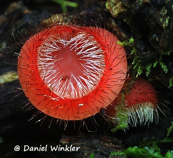 Cookeina tricholoma, the Jungle cup