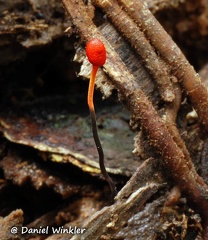 Cordyceps australis stroma growing out of Chonga ant Ecuador