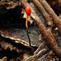Cordyceps australis stroma growing out of Chonga ant Ecuador