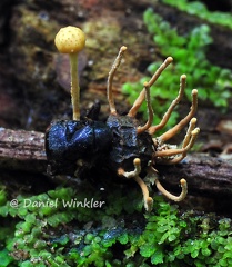 Cordyceps dipterigena seen near Rurrenabarque, Bolivian Amazon
