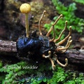 Cordyceps dipterigena seen near Rurrenabarque, Bolivian Amazon