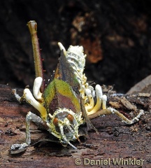 Cordyceps acridophila growing on a big grasshopper - Agriacris plagiata (Orthoptera: Romaleidae)