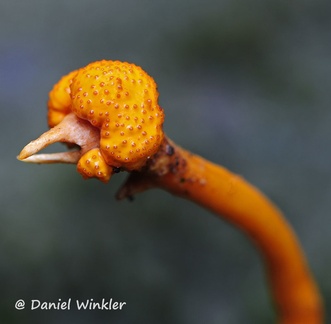 Cordyceps pentatomi stroma