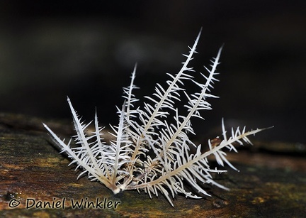 Deflexula sprucei - Great, fragile, tiny mushroom.