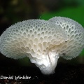 Favolus tenuiculus is a common edible polypore. Seen in the Ecuadorian Amazon,