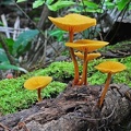 Flammulina like Agaric Chalalan - Bolivia
