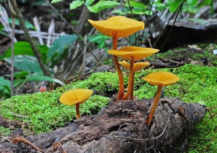 Flammulina like Agaric Chalalan - Bolivia