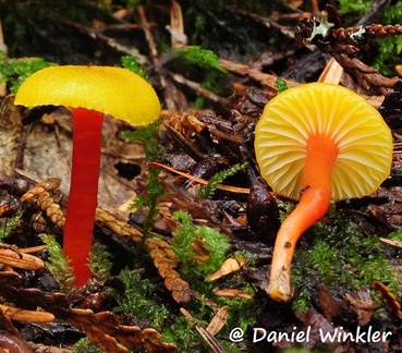Hygocbe parvula seen in Sicamous BC