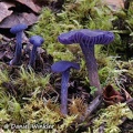 Laccaria amethystina, the Purple Deceiver seen in Lunang 2011 Kongpo Tibet