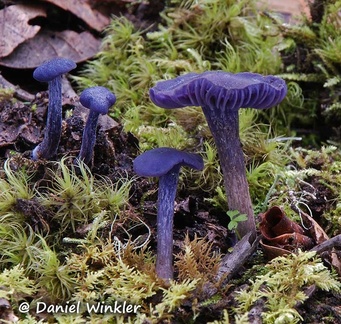 Laccaria amethystina, the Purple Deceiver seen in Lunang 2011 Kongpo Tibet