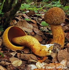 Leccinum extremiorientale seen in Lunang Tibet
