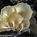 Lentinus concavus gills seen in Chalalan Bolivia