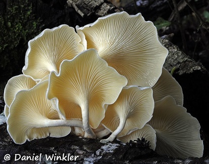 Lentinus concavus gills seen in Chalalan Bolivia