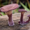 Lentinus strigosus - Ecuadorian Amazon