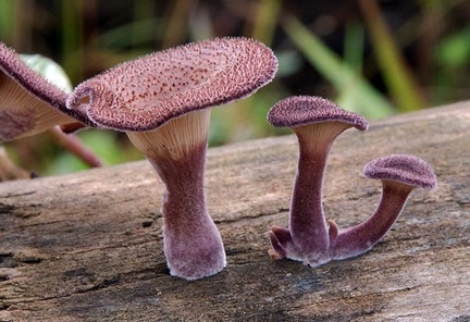 Lentinus strigosus - Ecuadorian Amazon