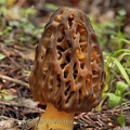 Morchella snyderi Trout Lake WA