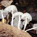 A translucent  Mycena? Cerro de Brujo, Rurrenabarque, Bolivia 2013