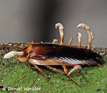 Ophiocordyceps blattae on cockroach