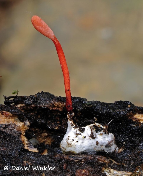 Ophiocordyceps-caloceroides-excavated-DW-M.jpg