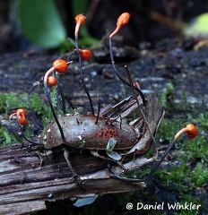 Ophiocordyceps cloese to O. curculionum growing out of weevil, Napo region, Ecuador
