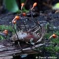 Ophiocordyceps cloese to O. curculionum growing out of weevil, Napo region, Ecuador