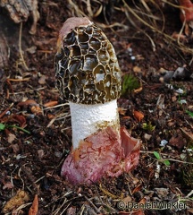 Phallus hadriani Yakima WA USA 10-2013