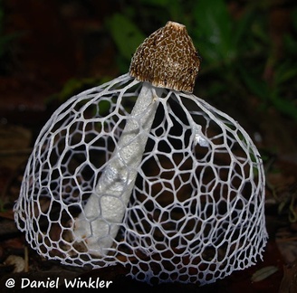 Phallus indusiata, the Cross-dressing stinkhorn seen in the Bolivian Amazon