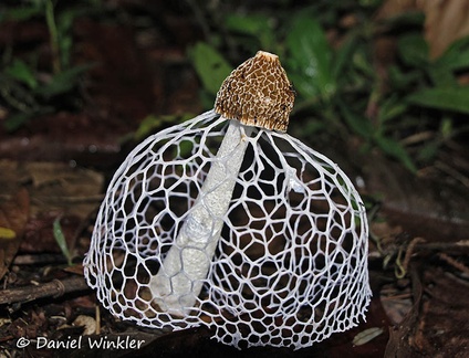 Phallus-indusiata-edd-DW-Ms