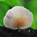 Favolus / Polyporus tenuiculus photographed from below. The outer edge of the caps are edible. Favolus tenuiculus Madidi Bolivian Amazon.