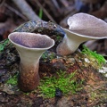 Polyporus udus, a choice edible seen in the Bolivian Amazon