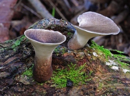 Polyporus udus, a choice edible seen in the Bolivian Amazon