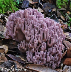 Ramaria asiatica Gayenkha Bhutan 2009