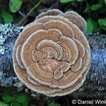 Trametes versicolor wheel of fortune! A great medicinal fungus! Girdwood Alaska