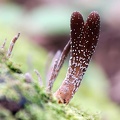 Sporulating Xylaria sp. - Ecuadorian Amazon