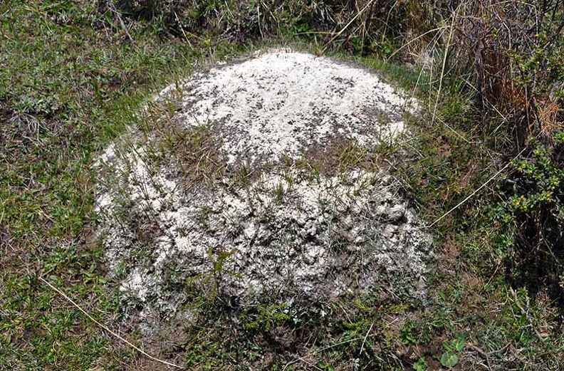 Ant hill Tsampa offering Ms.jpg