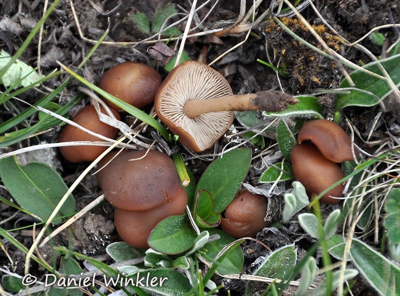 Collybia sl DW MS.jpg