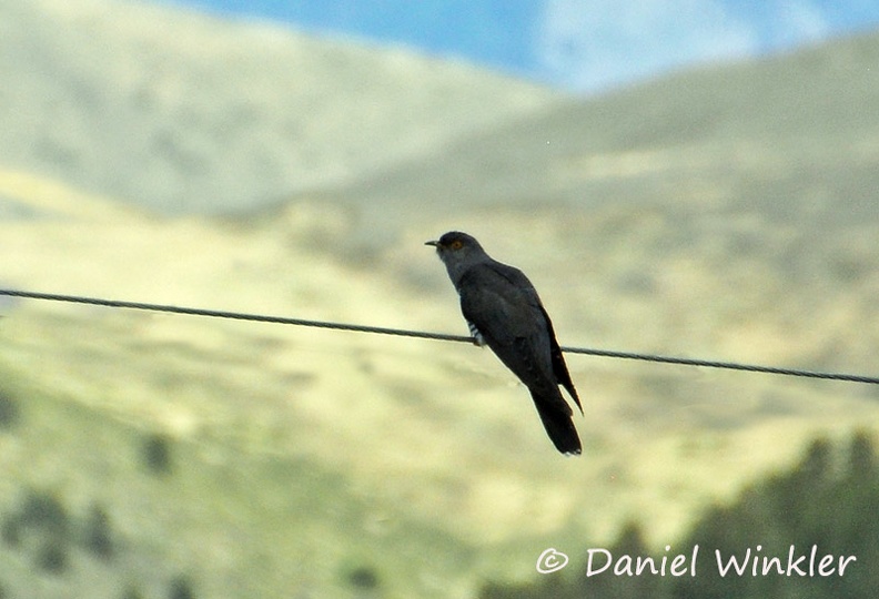 Cuculus canorus Eurasian cuckoo DW Ms.jpg
