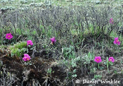 Incarvillea mairei patch DW Ms