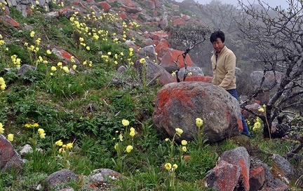 Meconopsis Dorjee 2015 Ms