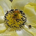 Meconopsis integrifolia flower Close up DW Ms