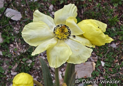Meconopsis integrifolia flower DW Ms
