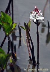 Menyanthes trifoliata Khasa Lake DW Ms