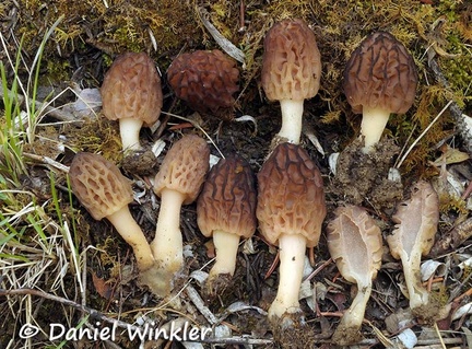 Morchella group Dranggo 2015 DW Ms