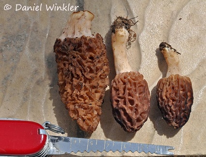 Morchella 3 Dranggo DW Ms
