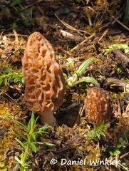 Morchella pair Dranggo 2015 DW Ms